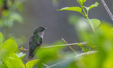 rocklands bird sanctuary tours
