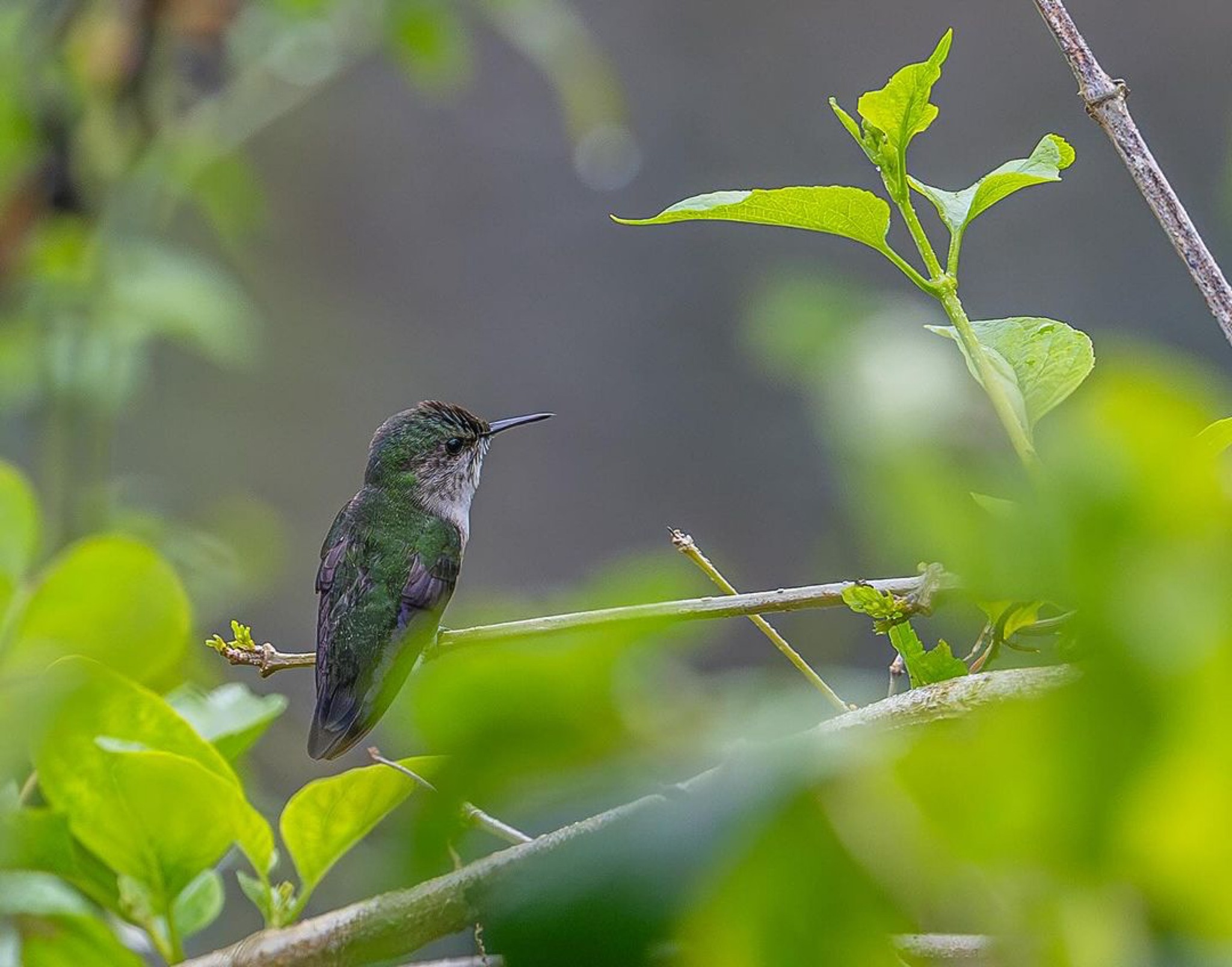 rocklands bird sanctuary tours